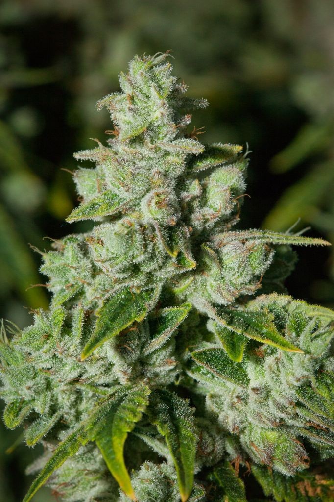 Lightshade Havana Menu Leafly