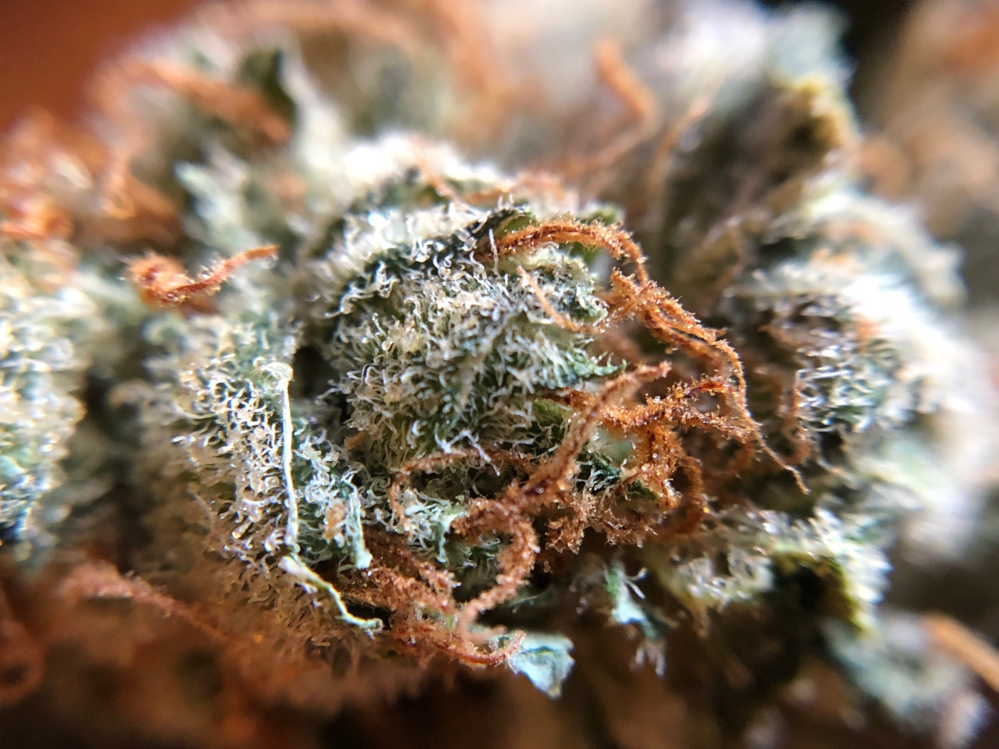 Giving Tree Dispensary Menu Leafly