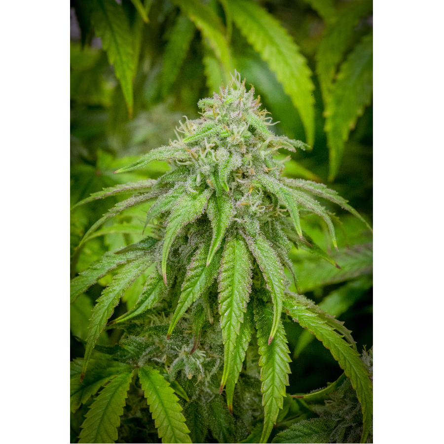 Lightshade Peoria Menu Leafly