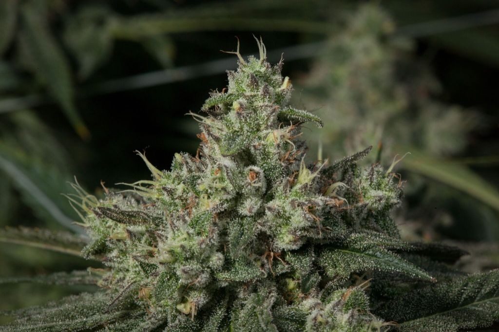 Lightshade Iliff Menu Leafly