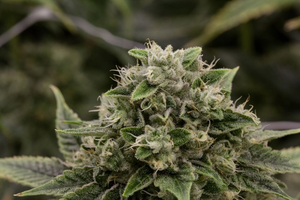 Lightshade Peoria Menu Leafly